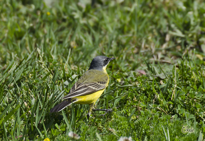 Cutrettola, quale sottospecie?